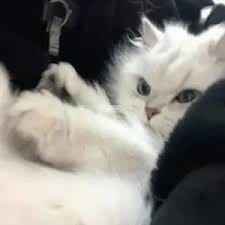 RinaIndah avatar